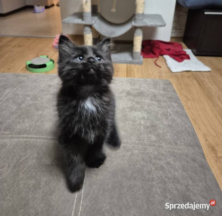 CZARNE Syberyjskie Kocurki rodowód FPL Stary Broniszew