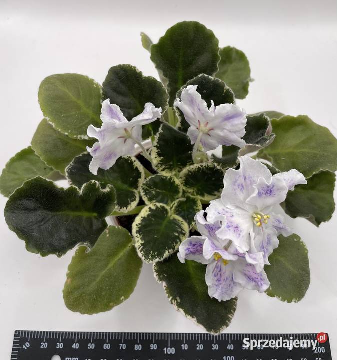 Fiołek afrykański kwitnąca sadzonka Pozostałe Jędrzejów