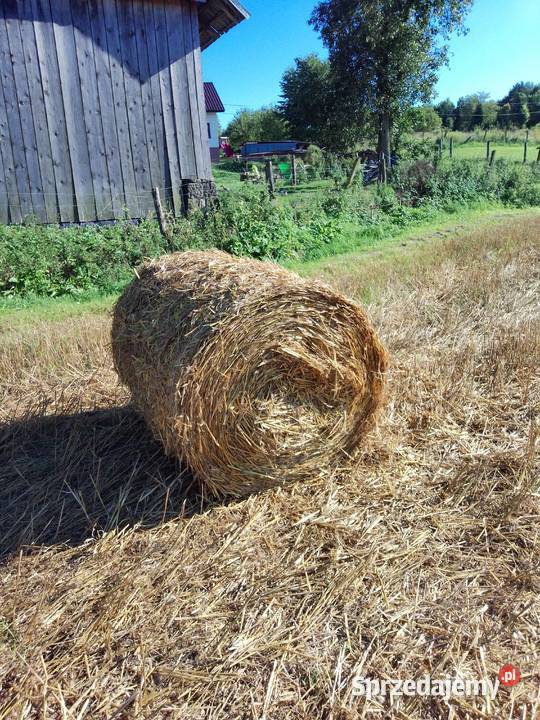 Słoma owsiana małopolskie Klecza Dolna