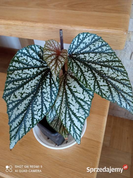 Begonie 10 15 i 20 sprzedam