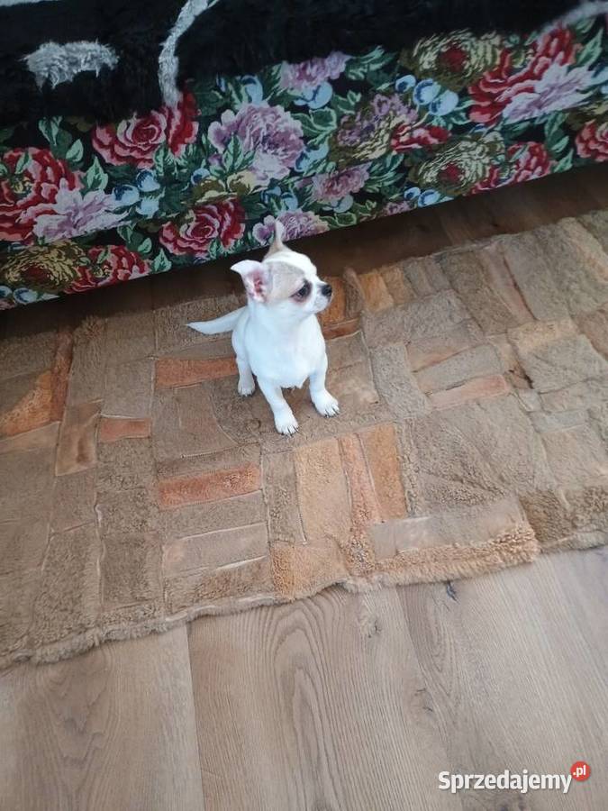 Chihuahua słodki piesek