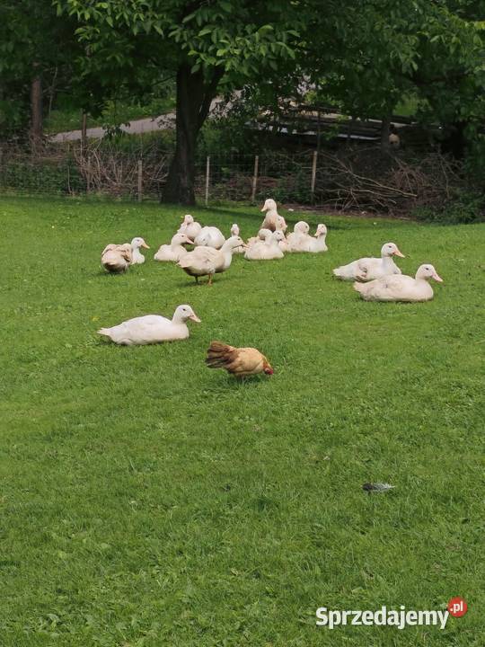 Sprz dam kaczki podkarpackie Białka sprzedam
