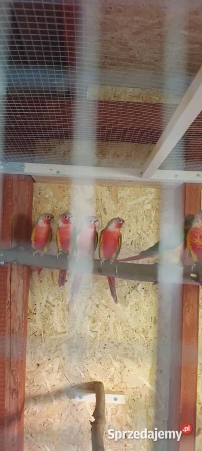 Papugi Rudosterki red face pineple śląskie Tychy