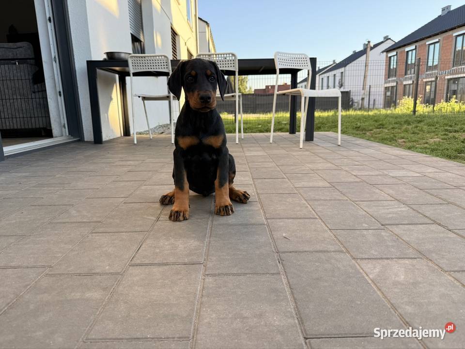 Twój przyszły Doberman zaczyna się tutaj Wrocław