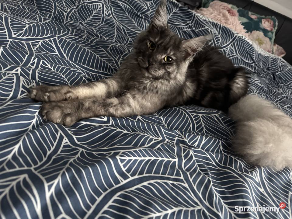 Kocurek Armani Maine Coon Nowa Wieś Lęborska