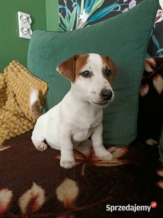 Wzorcowe Jack Russell terrier doskonała budowa Krapkowice