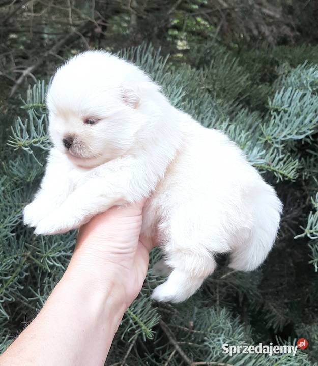 Szpic miniaturowy pomeranian miś Szpic miniaturowy Pabianice