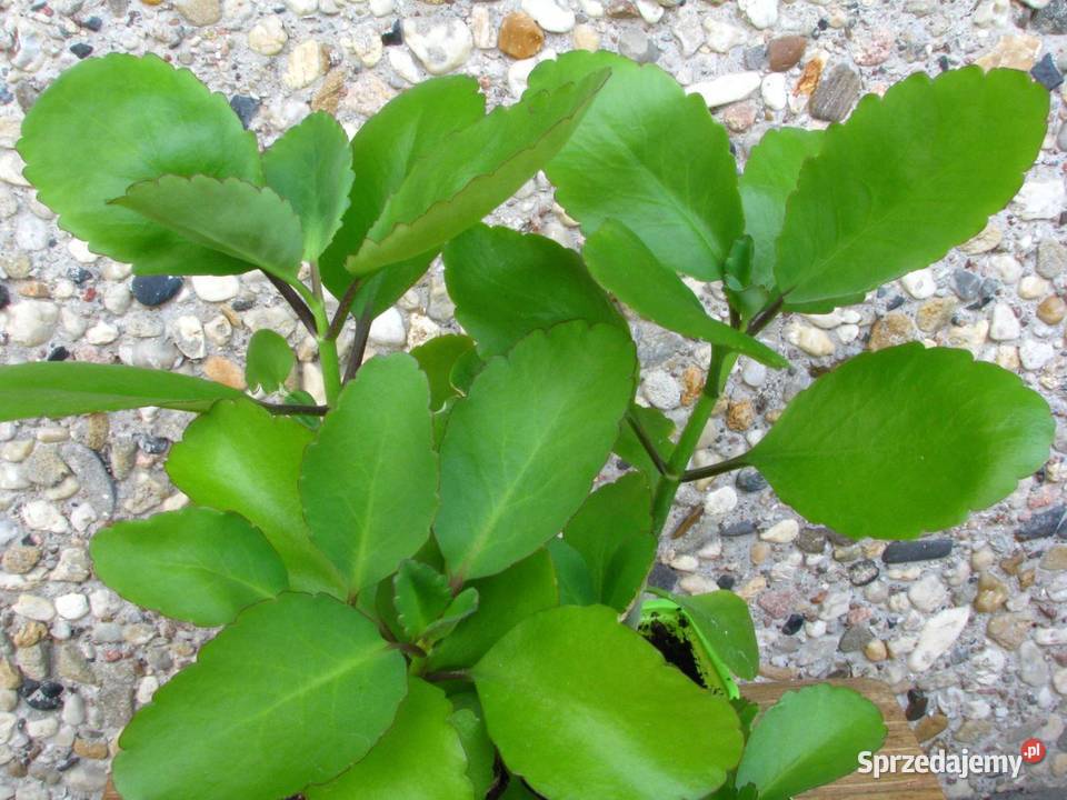 Żyworódka Pierzasta Kalanchoe Pinnata lecznicza Milanówek
