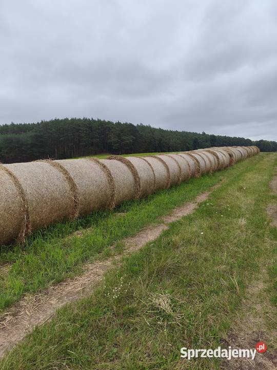 Sprzedam słomę żytnią i przenżytnią lubuskie Stoki
