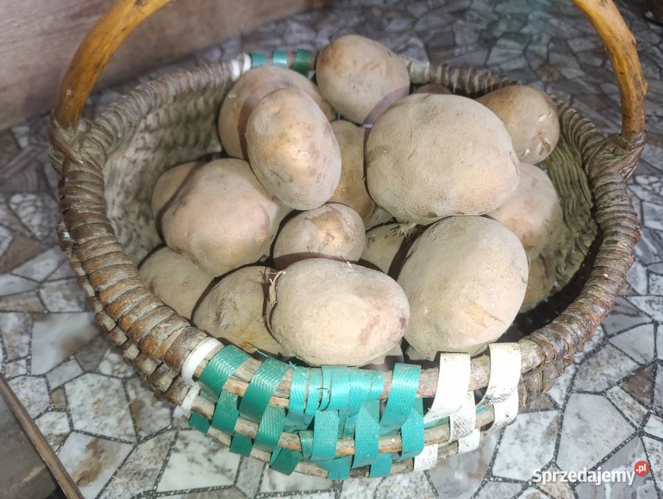 Ziemniaki jadalne i sadzeniaki Malesze