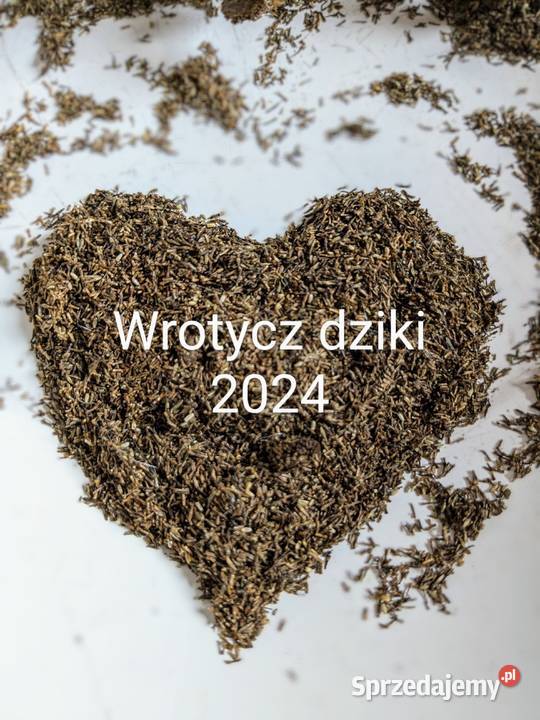 Wrotycz dziki Eco nasiona na Robaki Kraków