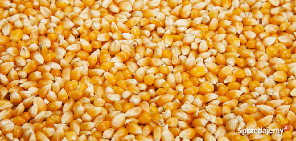 owies pszenicę i kukurydzę i ziemniaki sprzedam Rajcza