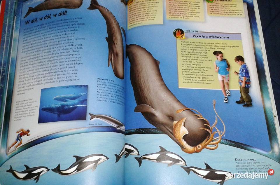 Walenie wieloryby delfiny i morświny L Beckelman lubelskie Chełm