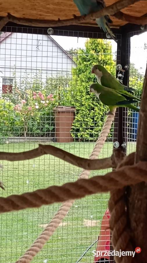 Papugi mnichy nizinne para