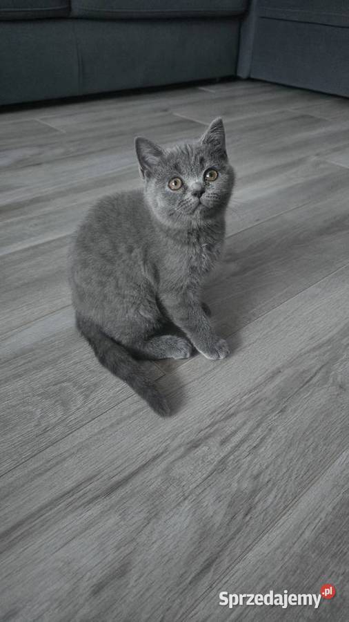 Kotki brytyjskie Kowary