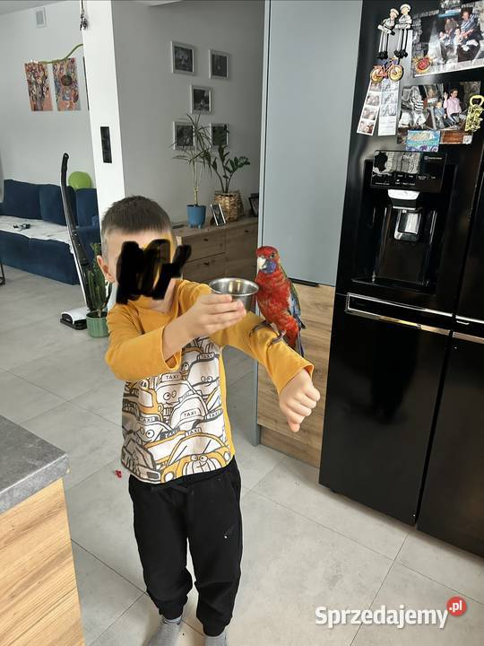 Rozella krolewska Ptaki łódzkie Polesie sprzedam