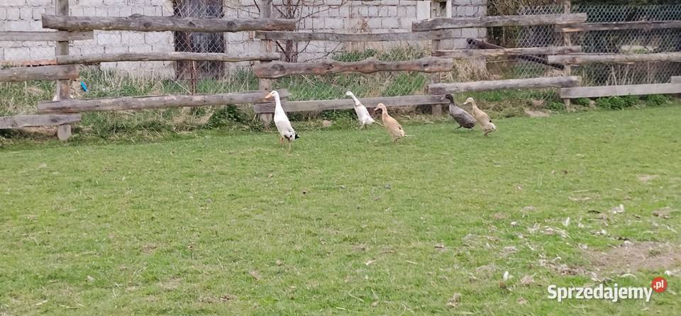 Biegusy indyjskie 25r sprzedam