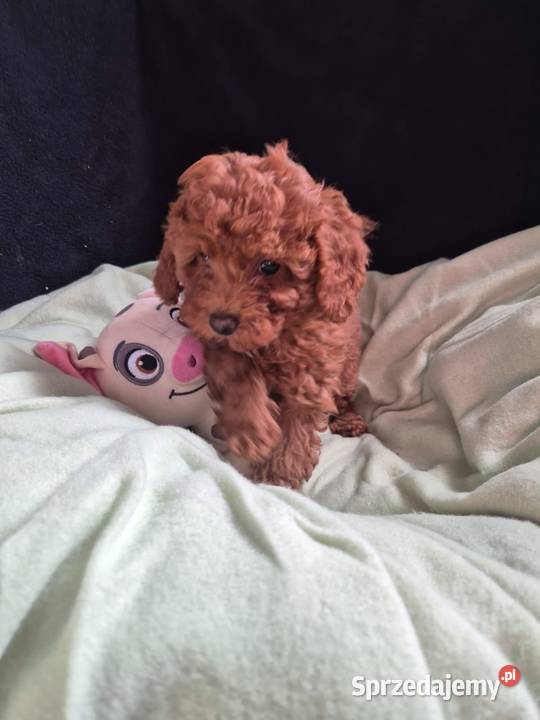 pudel toy zachodniopomorskie Szczecin
