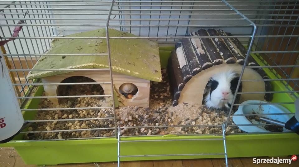 sprzedam świnki morskie