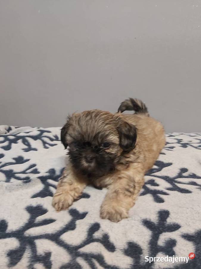 Sprzedam Shih Tzu Warszawa sprzedam