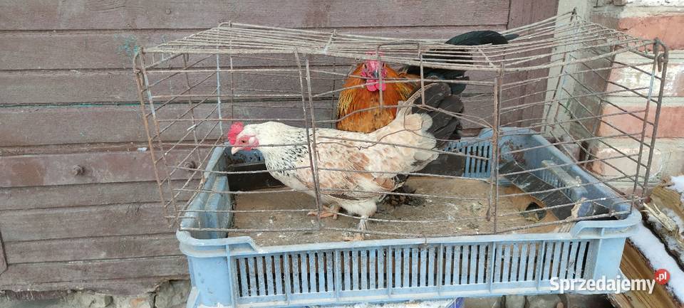 Kury liliputki Tokarówka