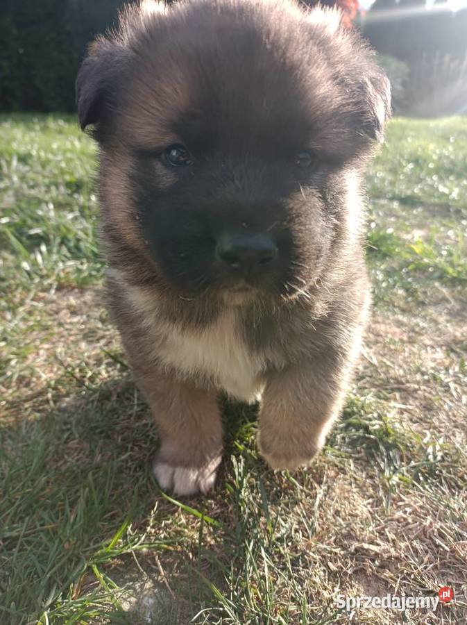 Akita amerykańska Akita Iłża sprzedam