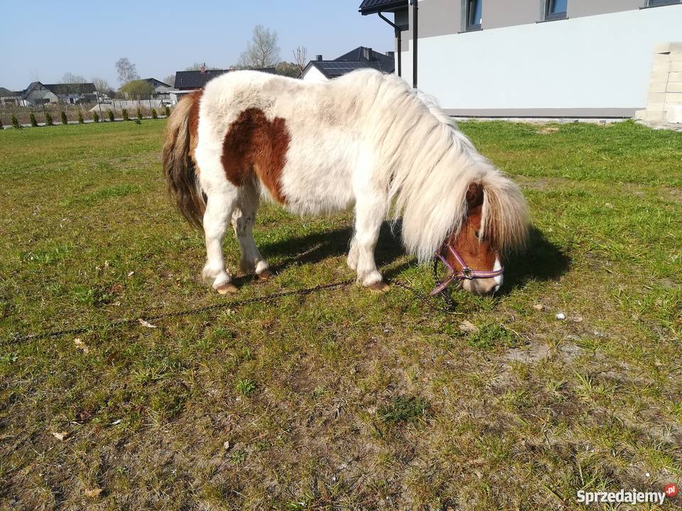 Kuce mini klacze mini szetland falabella zachodniopomorskie Białogard