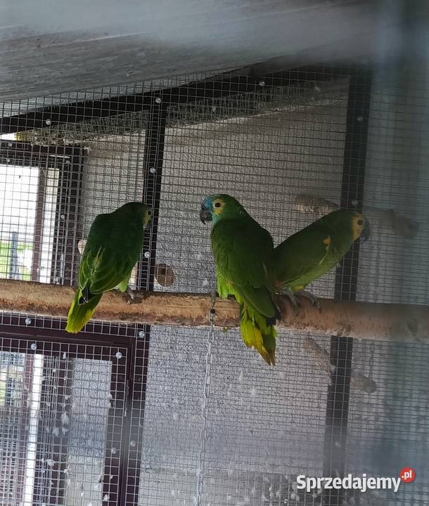 Amazonka Niebieskoczelna Samica Żabno sprzedam