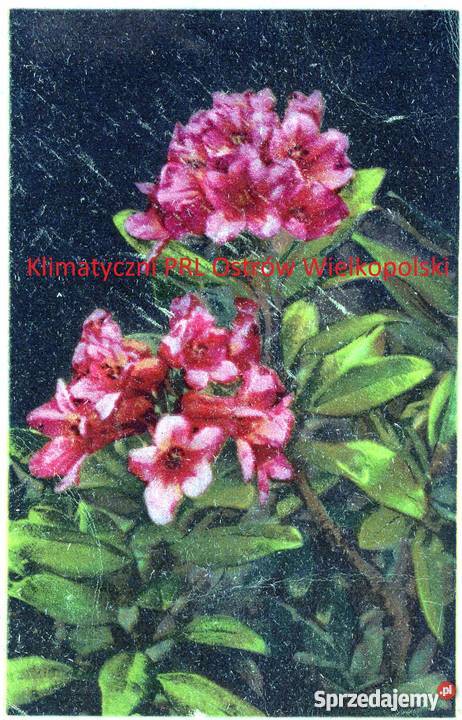 Wien Wiedeń Austria sterreich Pocztówka Znaczek Bielsko-Biała