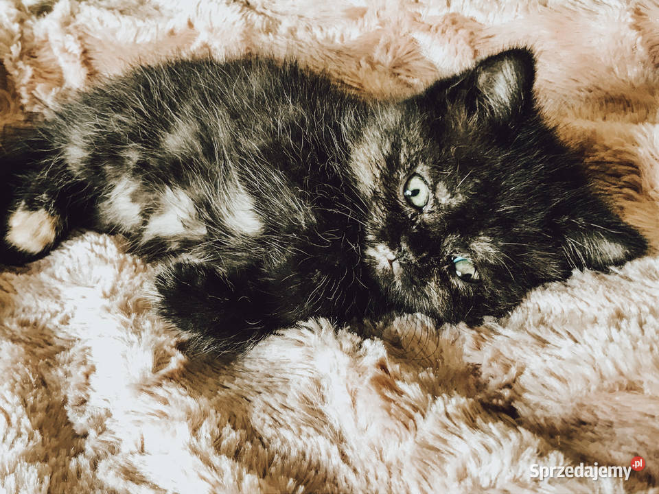 Koty pers brytyjski czarny szylkret białe