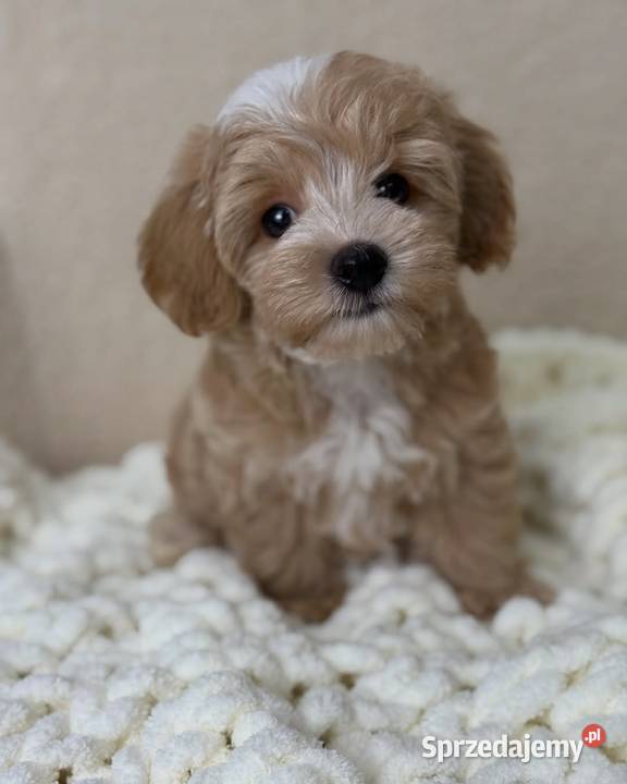 Maltipoo mini Kraków
