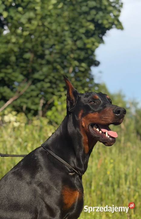 Szczeniak dobermana Głowno