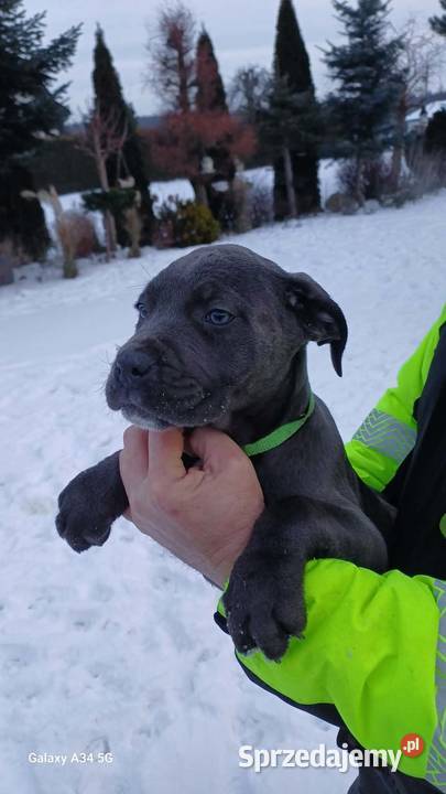 Cane Corso suczka Psy Bychawa