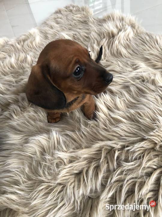 Jamnik miniatura śląskie Cieszyn