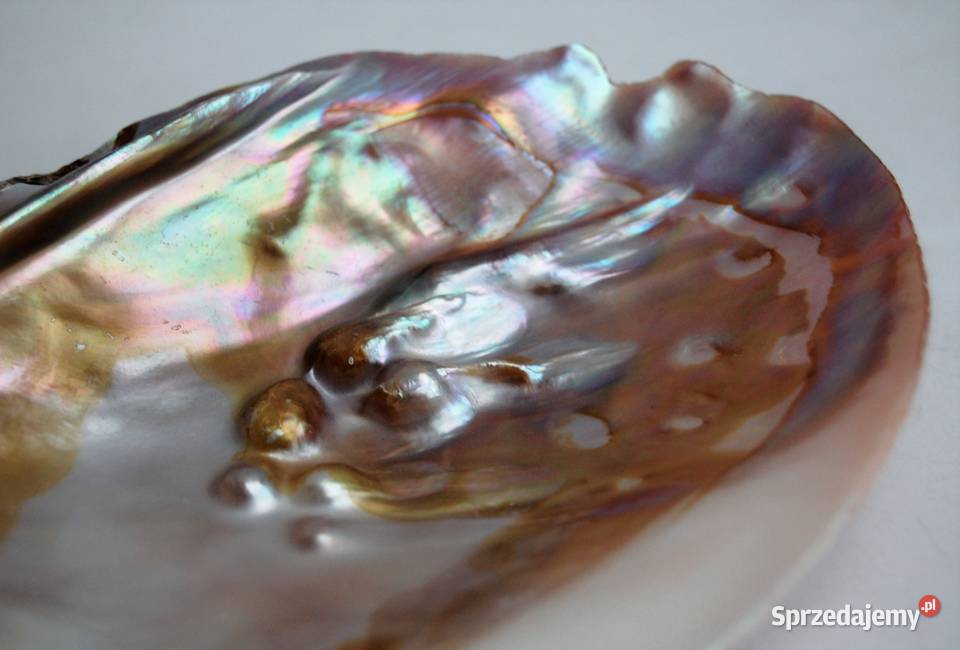 Muszla perłorodna z perłami nienarodzonymi 2