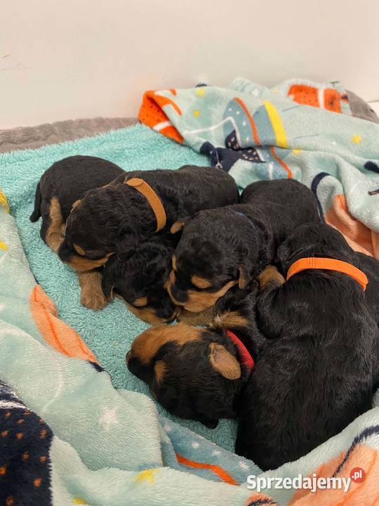 Airedale Terrier szczenięta ZKwPFCI Mogilno sprzedam