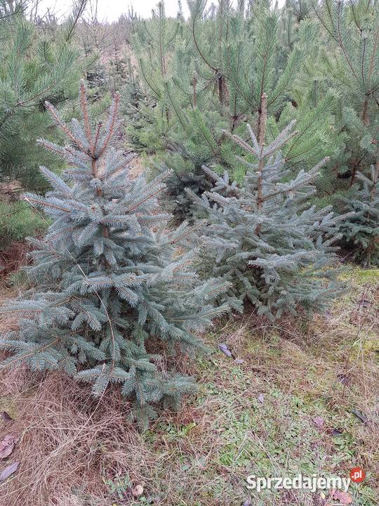 jodła kalifornijska Turawa