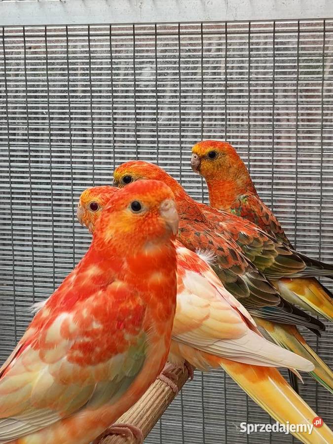 Świergotki Orange Kąty Wrocławskie