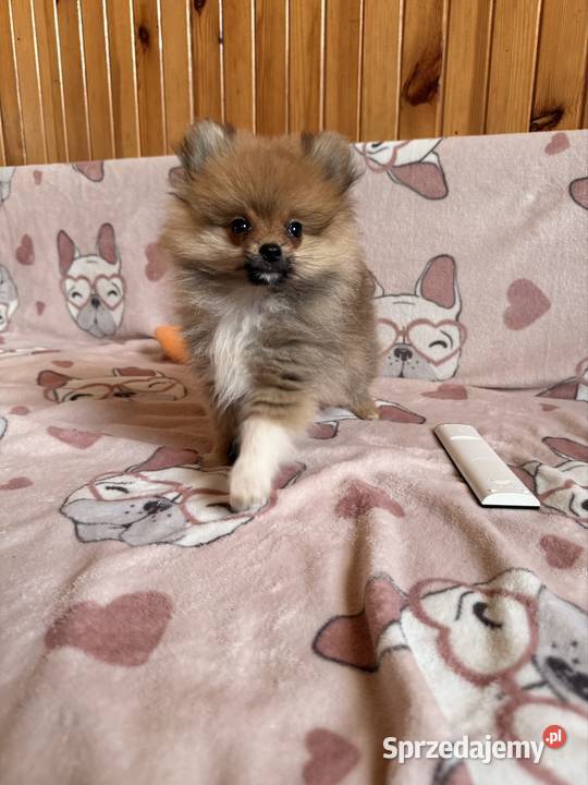 Szpic miniaturowy gotowy na zmianę domku