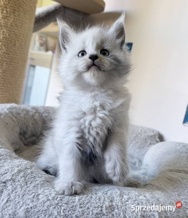 Maine Coon kocurek importach dolnośląskie sprzedam