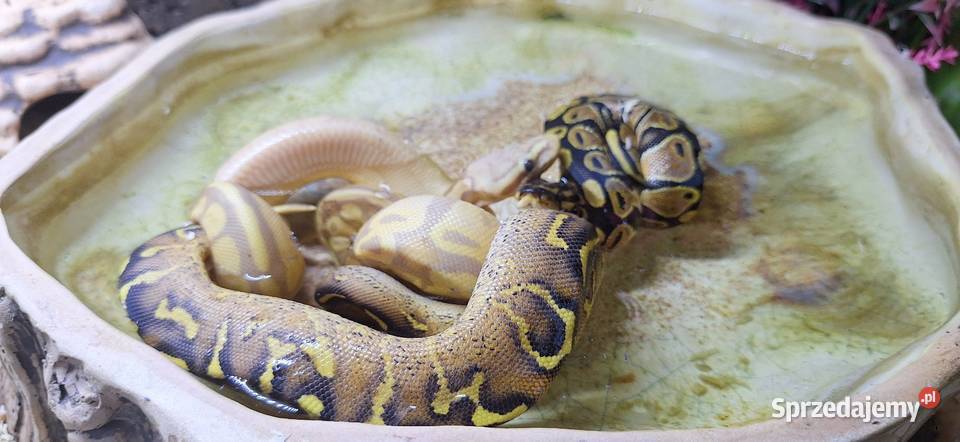 Pyton Królewski Banana Enchi Mojave samczyk Wołomin