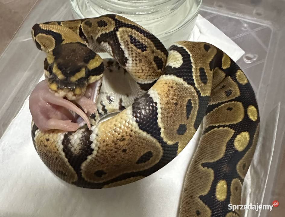 Samiczka pyton regius sprzedam