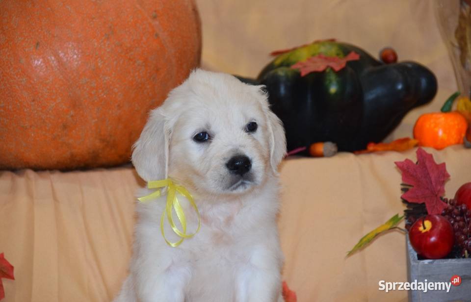 Szczenięta Golden retriever zkwp FCi Łochów