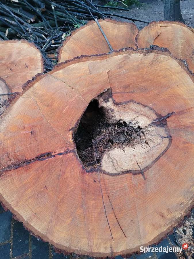 Lipa kłoda ponad 100lat Zgorzelec