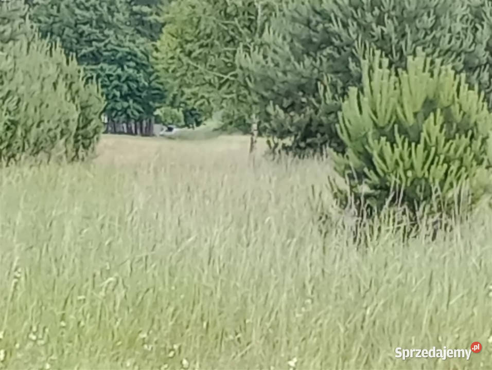 Kąty Trzebuskie działka 10 ar z WZ Sprzedam Sprzedaż sprzedam