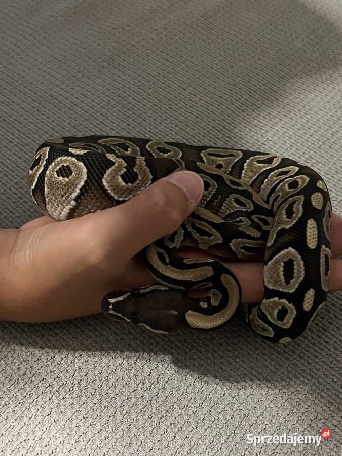 Pyton królewski Mojave poss het Clown samica Gady i płazy