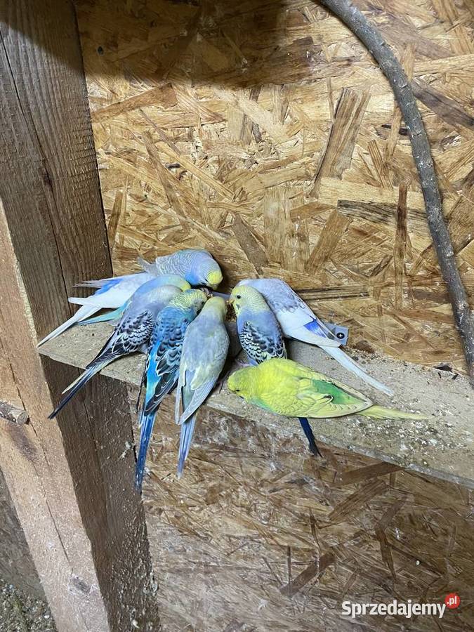 Sprzedam papugi faliste i nimfy Krasnystaw
