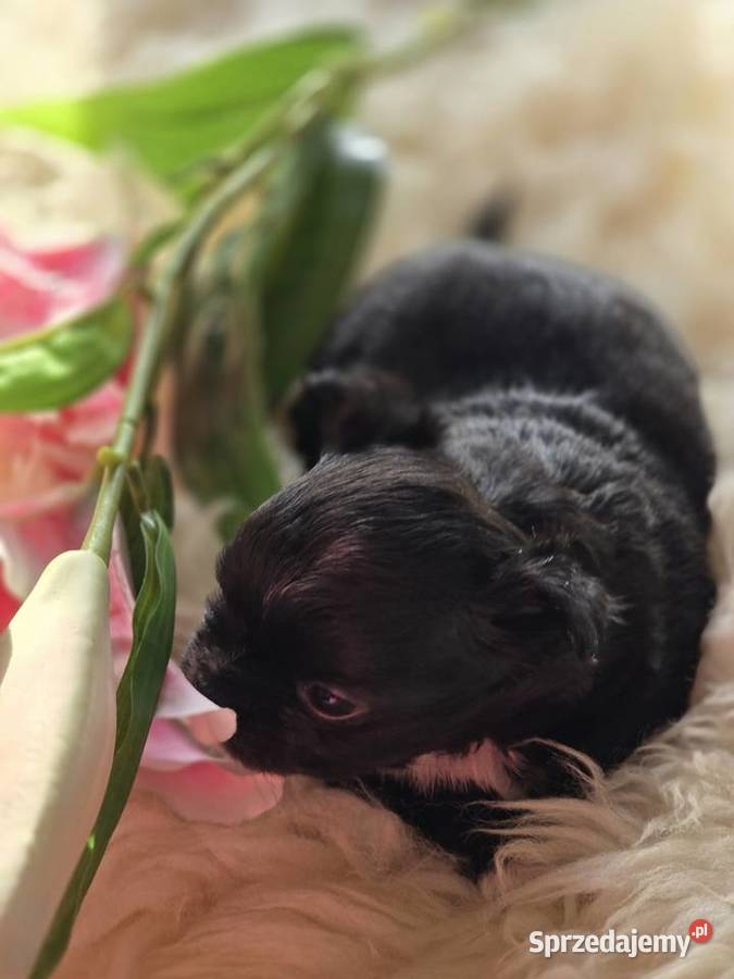 Chihuahua Czarna Maleńka Sunia Bielsko-Biała