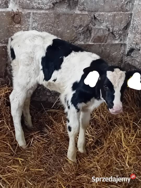 2jalowki krow mlecznych Rossosz