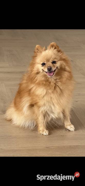 POMAPOO szpic miniaturowy pudel toy suczka sprzedam